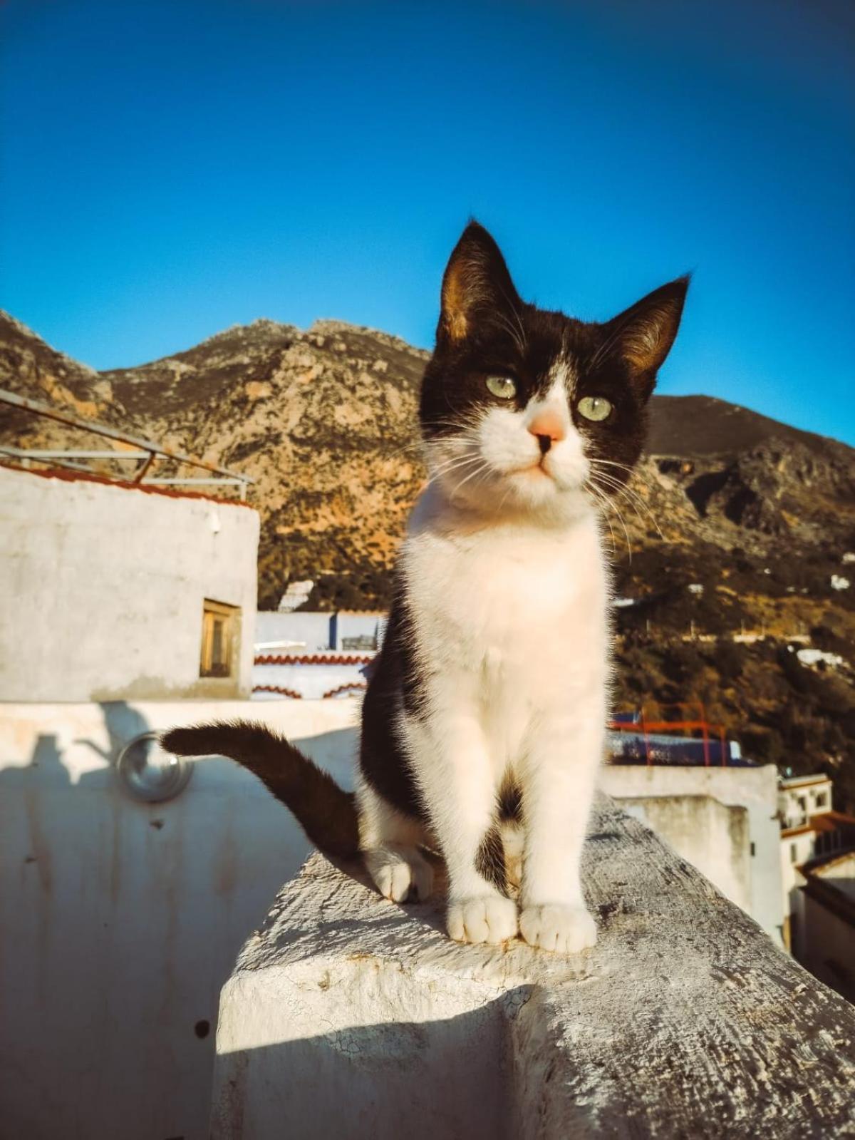 Riad La Santa Şafşavan Dış mekan fotoğraf